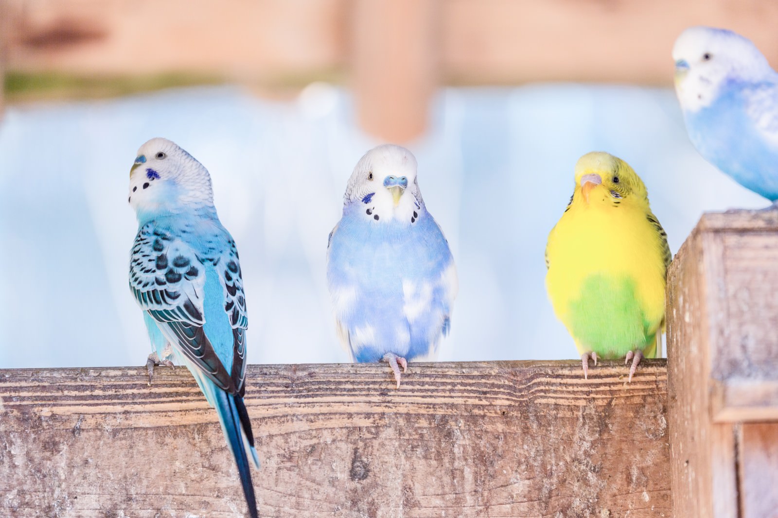 木の柵に並んで止まる4羽のセキセイインコ