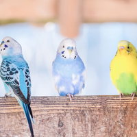 木の柵に並んで止まる青や黄色と緑の4羽のセキセイインコの写真