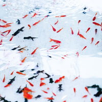 透明な水の中を赤やオレンジの多数の金魚が泳ぐお祭りの金魚すくいの写真