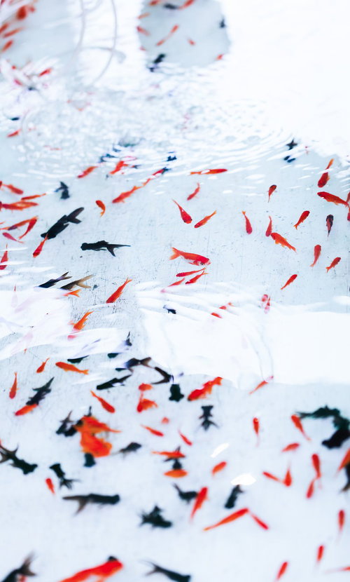 透明な水の中を赤やオレンジの多数の金魚が泳ぐお祭りの金魚すくい