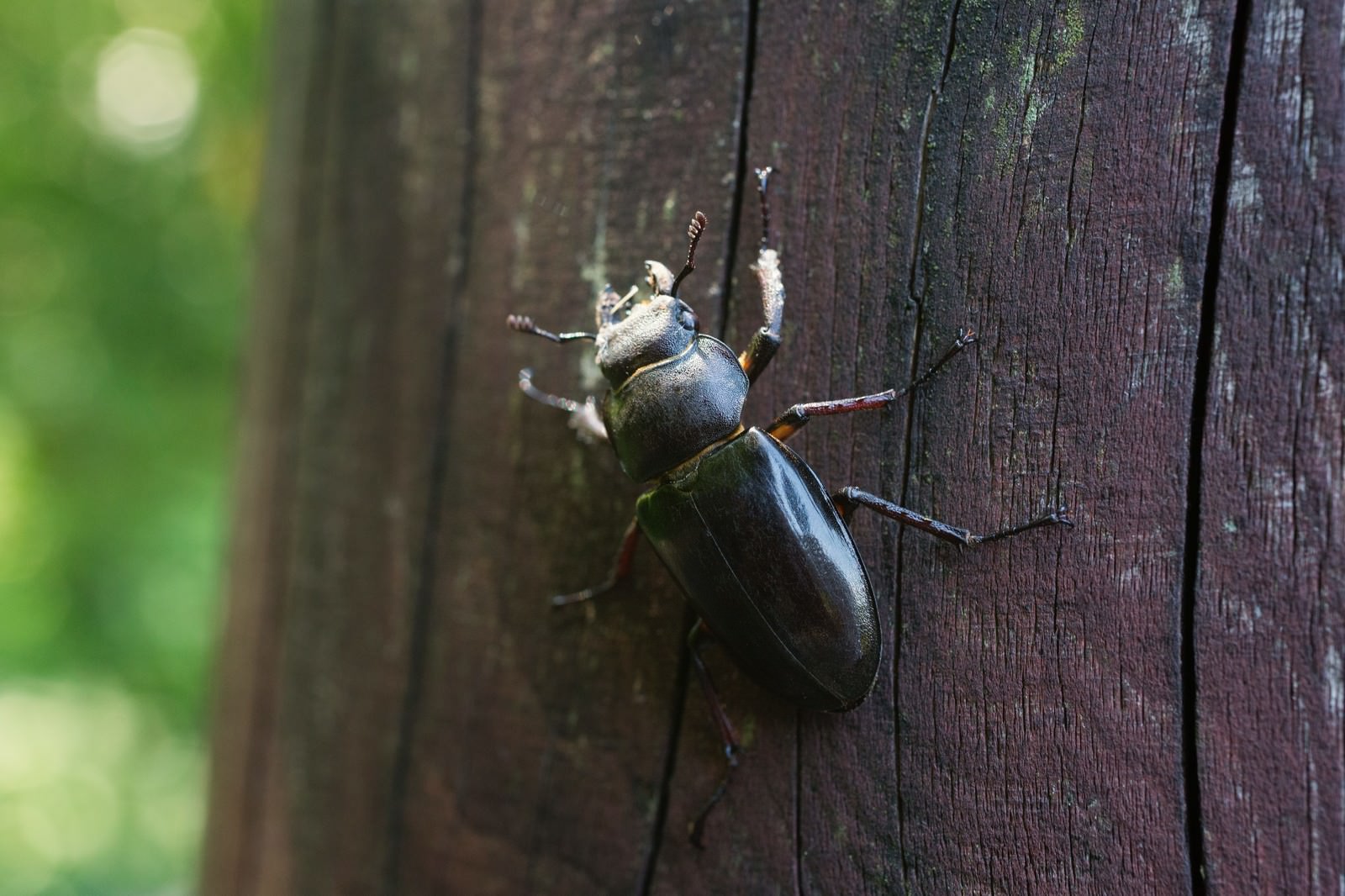 木の柵の上を歩くクワガタムシのメス