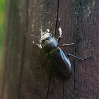 木の柵を歩くクワガタムシのメスの写真