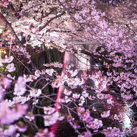 夜の川沿いで水面に光が反射する満開の桜が画面全体を覆う夜桜の写真