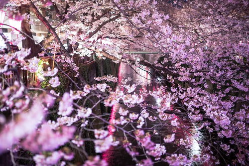 夜の川沿いで水面に光が反射する満開の桜が画面全体を覆う夜桜
