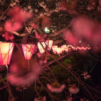 ピンクの提灯の明かりでライトアップされた夜の目黒川の桜の枝の写真