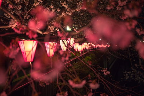 ピンクの提灯の明かりでライトアップされた夜の目黒川の桜の枝