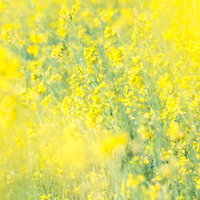 満開の菜の花畑に広がる黄色の写真