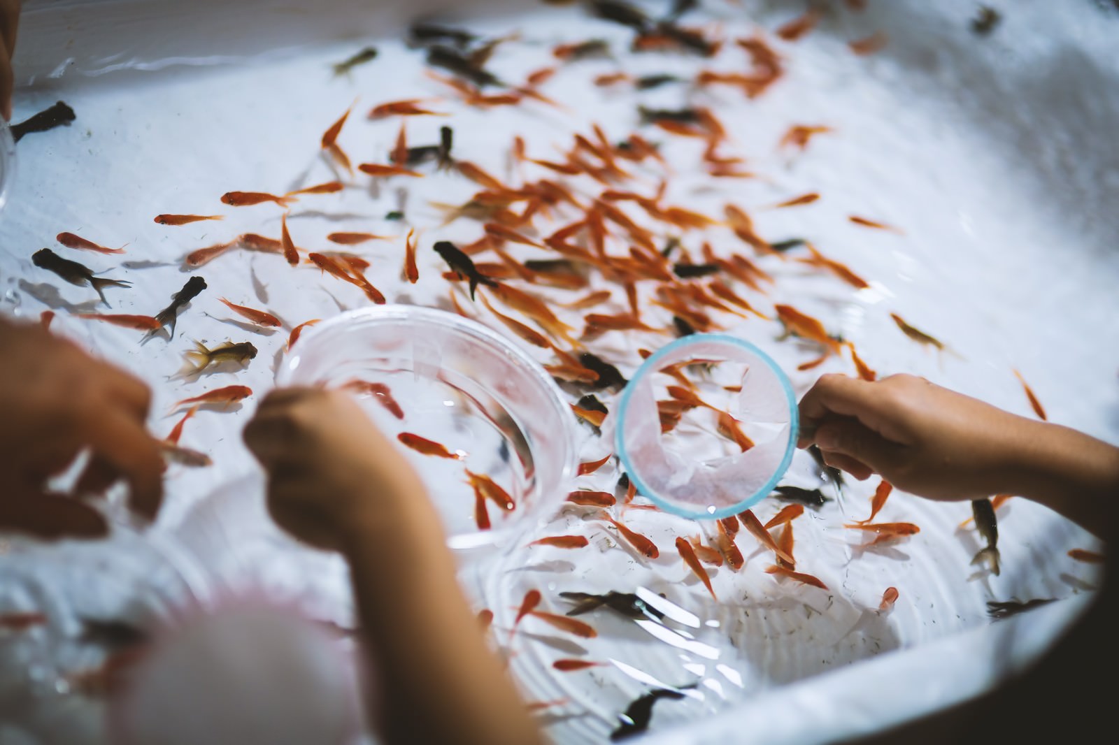 お祭りの屋台で金魚すくいをする子どもの手と赤と黒の金魚