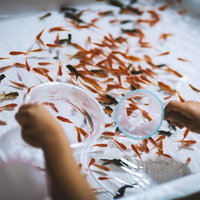 白い容器でスーパーボールをすくう子どもの手の写真