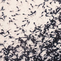 浅い水底が見える水中を多数泳ぐ小さな黒いオタマジャクシの写真