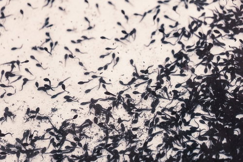 浅い水底が見える水中を多数泳ぐ小さな黒いオタマジャクシ