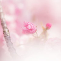 全体がぼけた淡いピンクと白の背景に開花した花とつぼみがある枝の写真