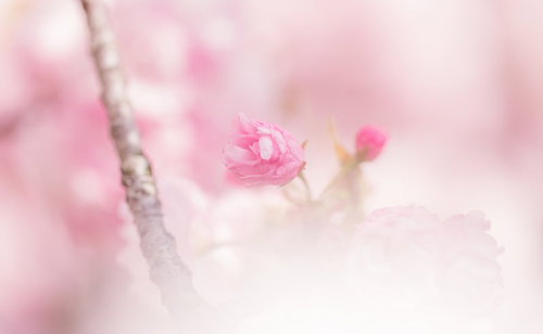 全体がぼけた淡いピンクと白の背景に開花した花とつぼみがある枝