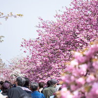 晴れた日にピンクの花が咲く木々が並ぶ通りを歩く人々と赤い建物の写真