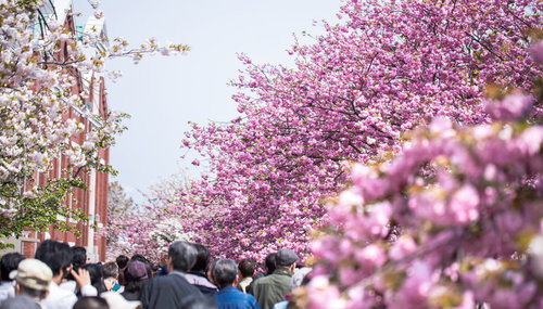 晴れた日にピンクの花が咲く木々が並ぶ通りを歩く人々と赤い建物