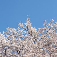 晴れた青空を背景に画面下半分を覆う満開の白とピンクの桜の枝の写真