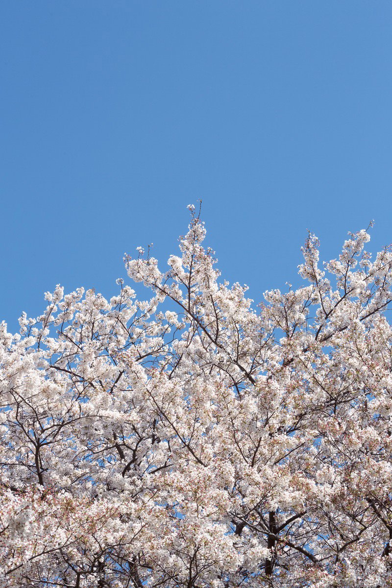青空を背景に満開の桜の枝が広がる写真