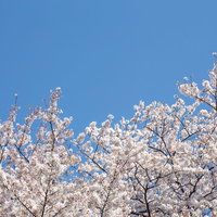 晴れた青空を背景に下から見上げた淡いピンクと白の密集した桜の枝の写真