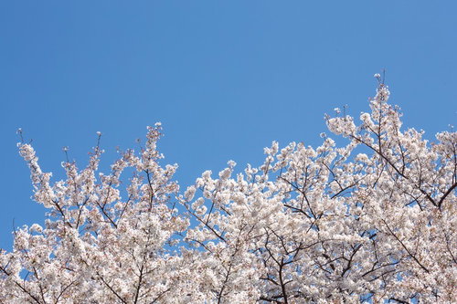 晴れた青空を背景に下から見上げた淡いピンクと白の密集した桜の枝