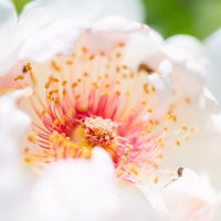 バラの花芯のクローズアップの写真