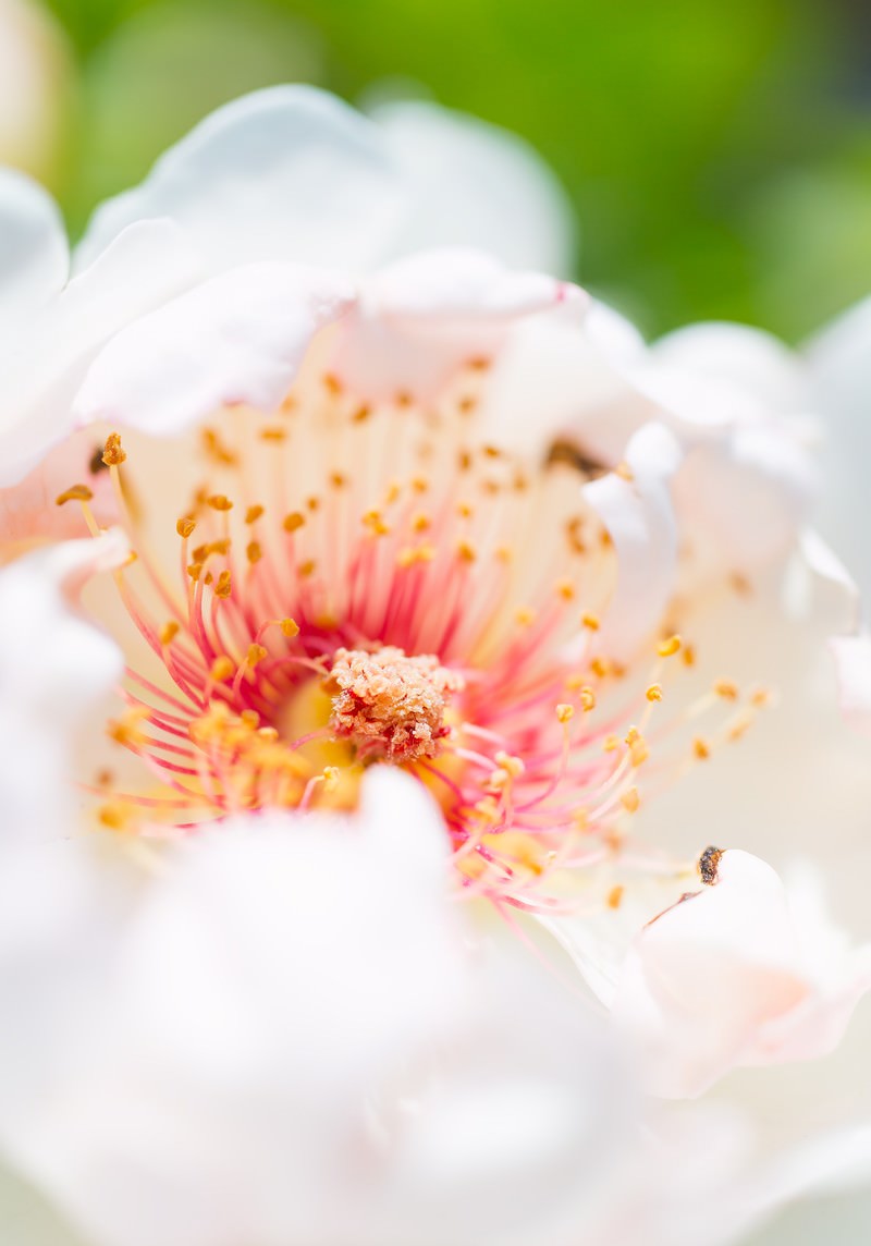 白いバラの花のクローズアップ