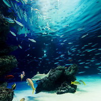 水族館の巨大水槽を泳ぐ魚の群れとサメの写真