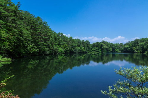 五色沼のやなぎ池と緑の森