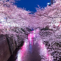 ピンクのライトで照らされた運河両岸の満開の桜が水面に反射する夜の目黒川の写真