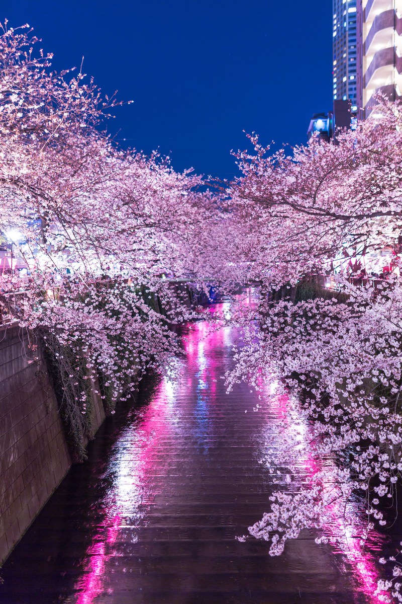 ピンクのライトで照らされた運河両岸の満開の桜が水面に反射する夜の目黒川