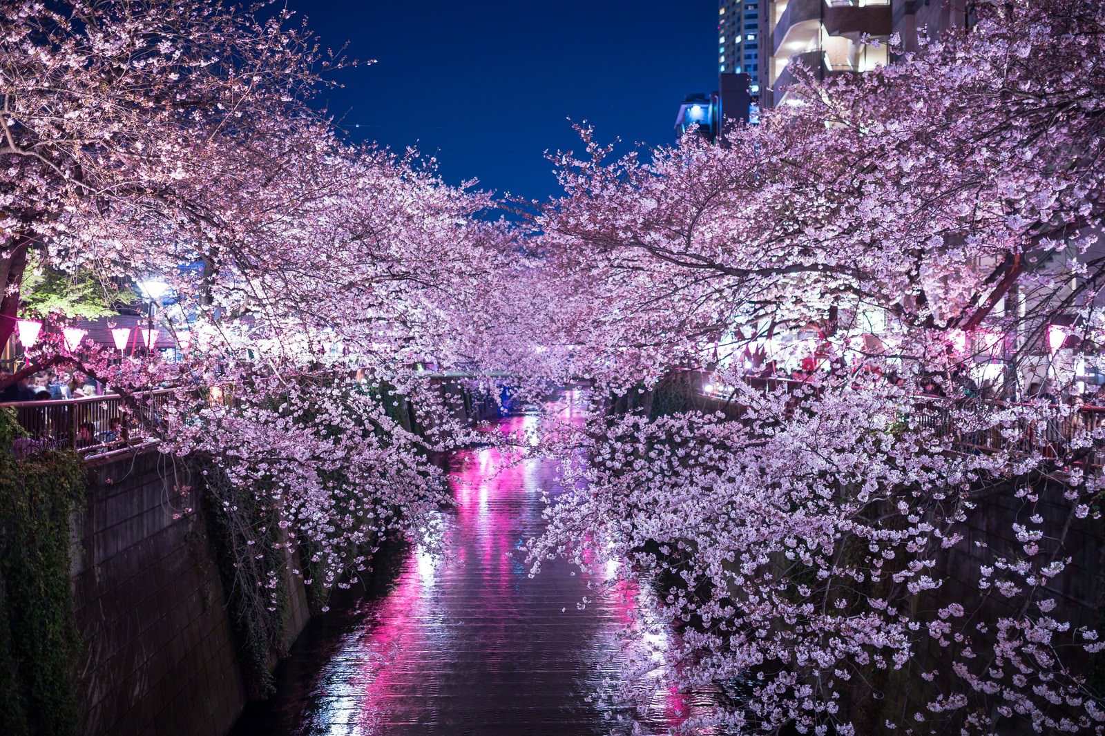 水面にピンクの光が反射する両岸の満開の桜が川の上に張り出す夜の目