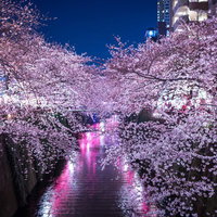 水面にピンクの光が反射する両岸の満開の桜が川の上に張り出す夜の目黒川の写真