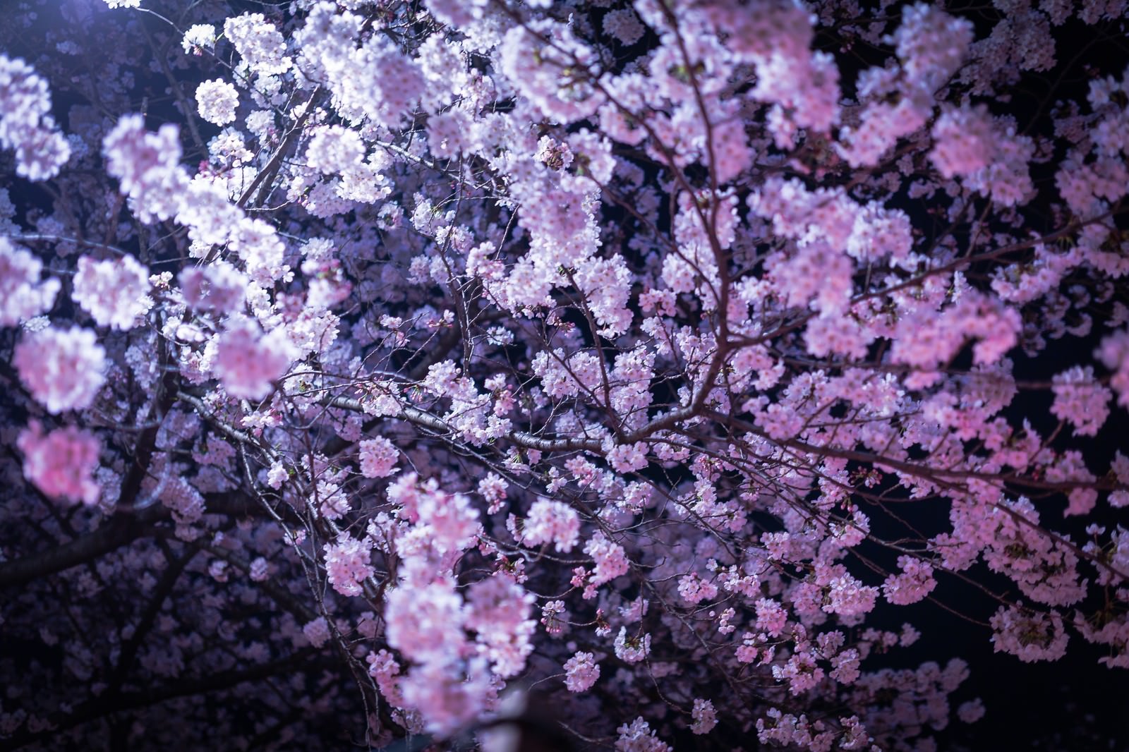 黒い背景に密集して咲く淡いピンクの満開の桜のライトアップ