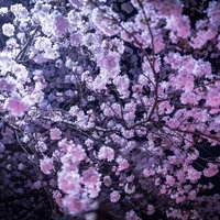 密集して咲く淡いピンクの満開の桜のライトアップの写真