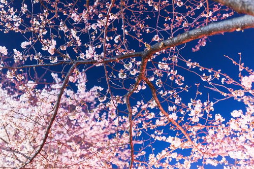 晴れた青空を背景に下から見上げた淡いピンクの満開の桜が画面いっぱい