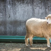 古い壁の前で横向きに立つベージュの毛のピンク耳の羊の写真