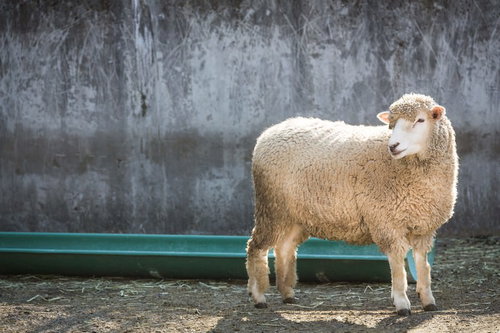 古い壁の前で横向きに立つベージュの毛のピンク耳の羊