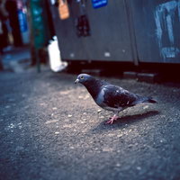 渋谷のゴミ捨て場前のハトの写真