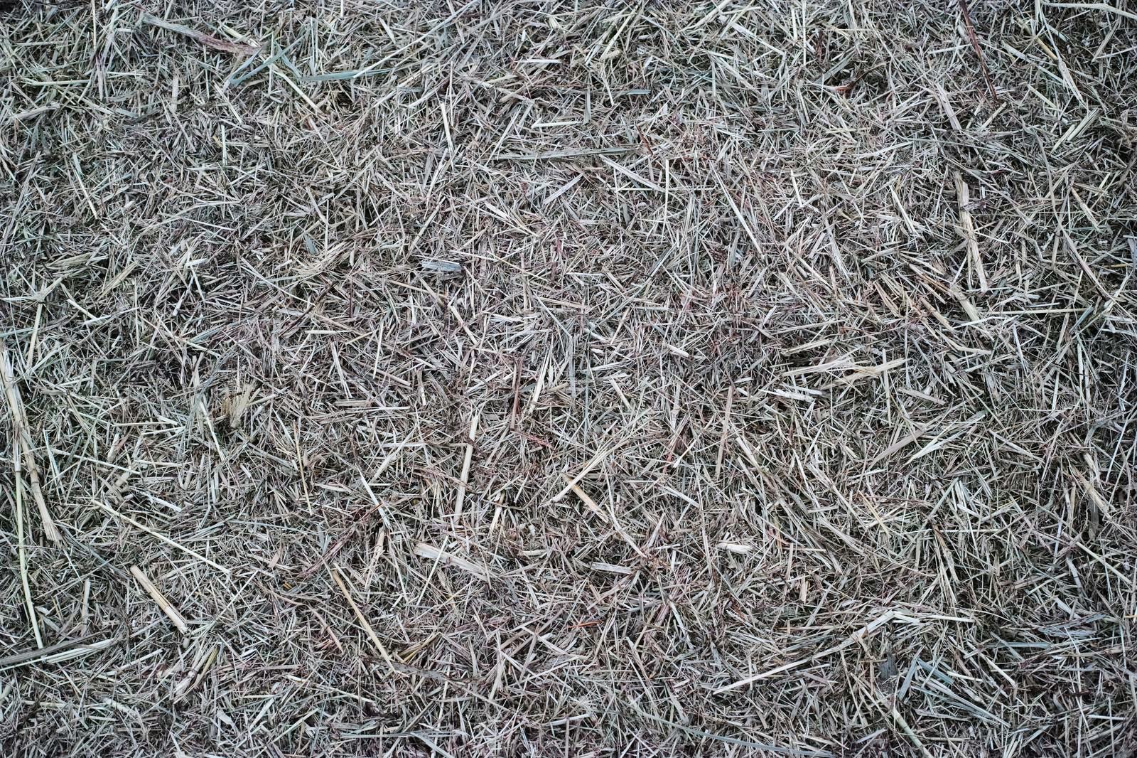 刈り取られた雑草と枯れた芝が積み重なった地面