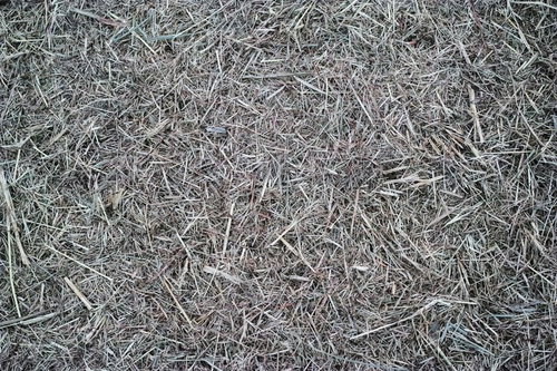 刈り取られた雑草と枯れた芝の地面テクスチャー