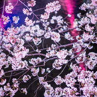 ピンクと青の照明に照らされた満開の桜の枝を下から見上げた夜桜の写真