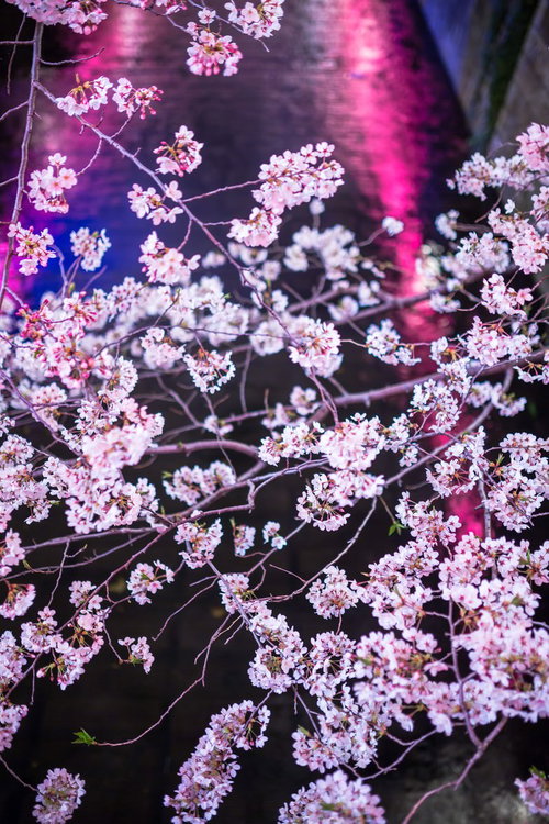 ピンクと青の照明に照らされた満開の桜の枝を下から見上げた夜桜
