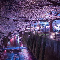 色とりどりの照明が水面に映る目黒川の両岸の満開の夜桜と人混みの写真