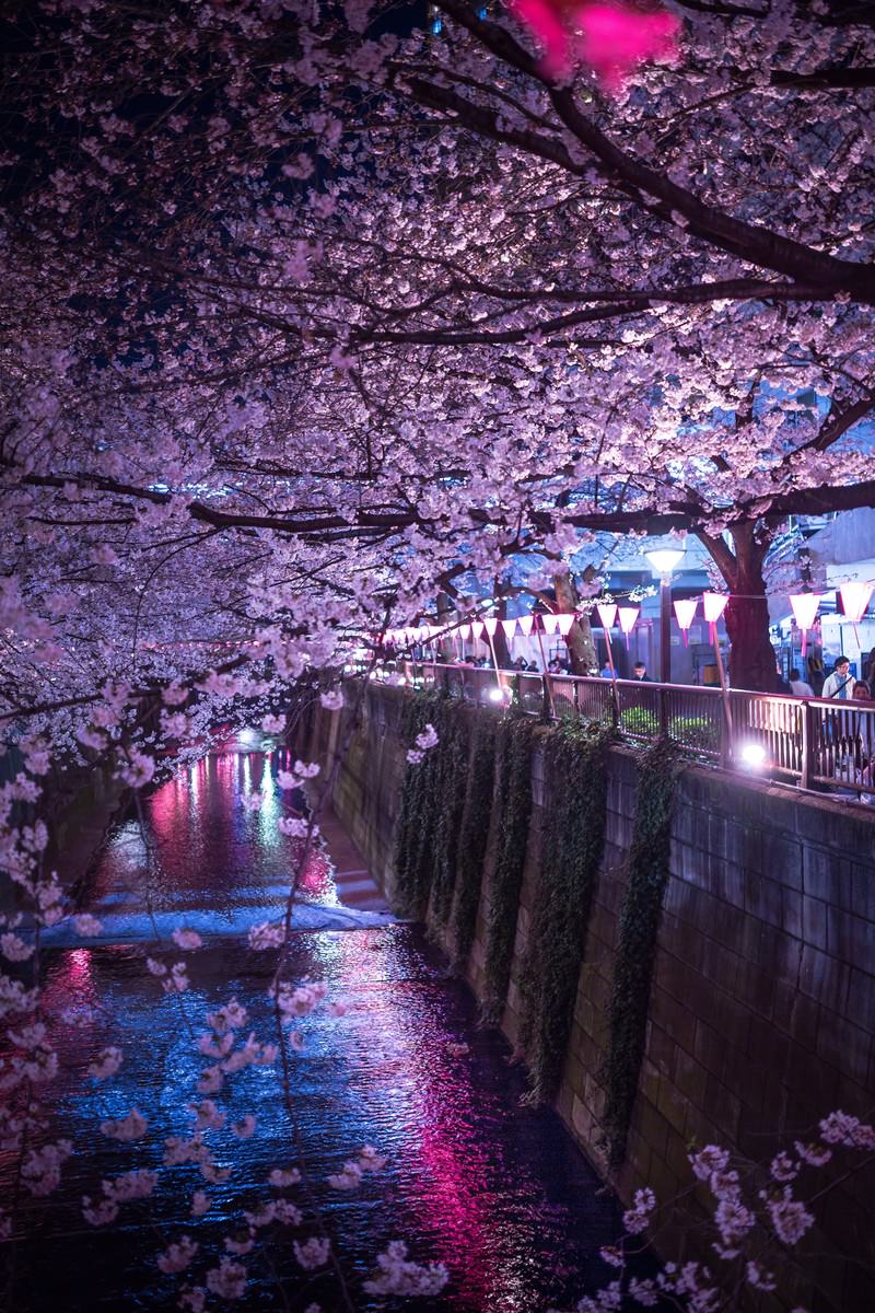 色とりどりの照明が水面に映る目黒川の両岸の満開の夜桜と人混み