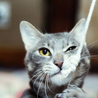 正面を向く黄色い目と白いひげの灰色と白のスコティッシュフォールドの写真