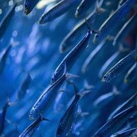 青い水中空間で方向に泳ぐ小魚の魚群の写真