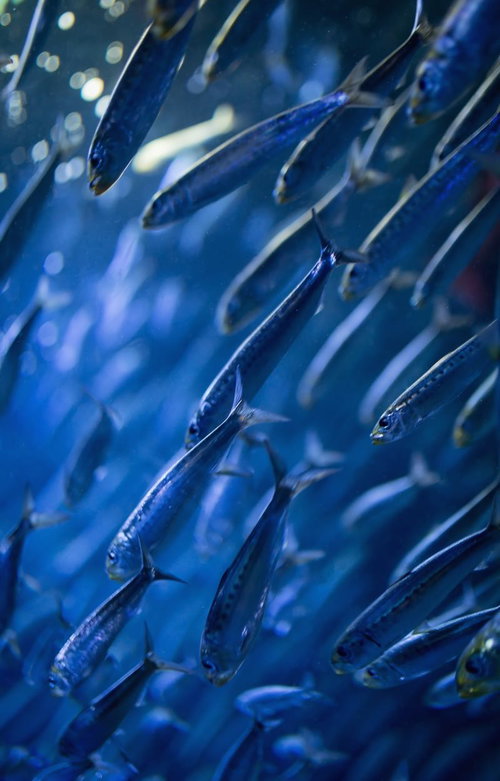 青い水中空間で方向に泳ぐ小魚の魚群