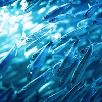 太陽光が差し込む水中で同じ方向に泳ぐ銀色の魚群の写真