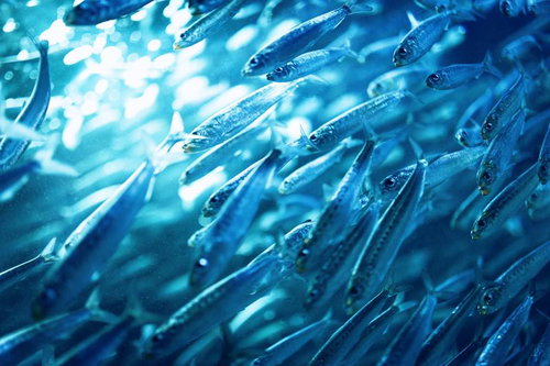 太陽光が差し込む水中で同じ方向に泳ぐ銀色の魚群