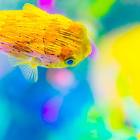 黒い斑点とひれが広がる黄色いハリセンボンの水中撮影の写真