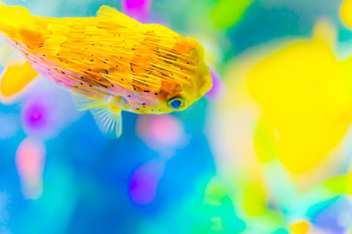 黒い斑点とひれが広がる黄色いハリセンボンの水中撮影